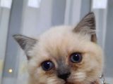 Blue Point British Shorthair Erkek