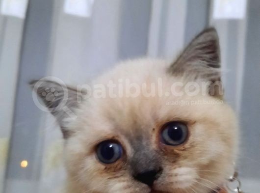 Blue Point British Shorthair Erkek görsel