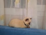 Blue Point British Shorthair Erkek