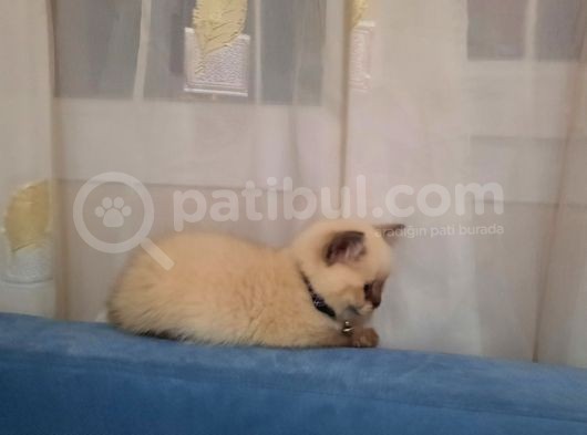 Blue Point British Shorthair Erkek görsel