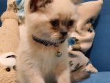Blue Point British Shorthair Erkek