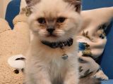 Blue Point British Shorthair Erkek
