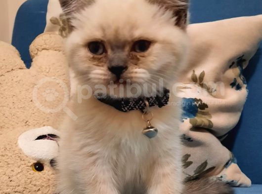 Blue Point British Shorthair Erkek görsel