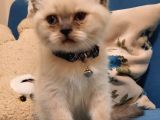 Blue Point British Shorthair Erkek