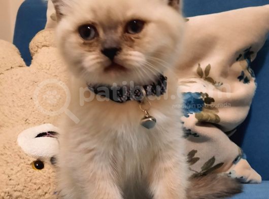 Blue Point British Shorthair Erkek görsel