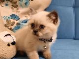 Blue Point British Shorthair Erkek