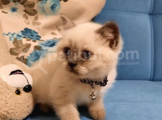 Blue Point British Shorthair Erkek