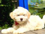 2 Aylık Erkek Maltipoo Yavrular