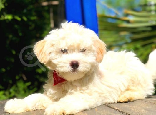 2 Aylık Erkek Maltipoo Yavrular