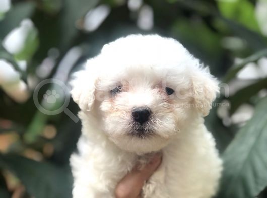 King Maltese Yavrularımız görsel