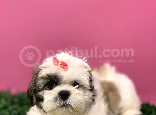 2.5 Aylık Di̇şi̇ Shi̇h Tzu