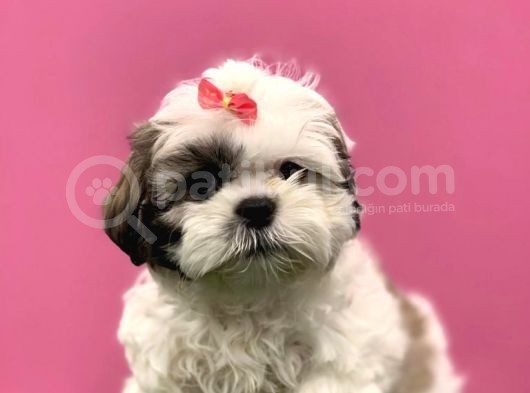 2.5 Aylık Di̇şi̇ Shi̇h Tzu görsel