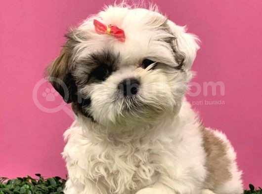 2.5 Aylık Di̇şi̇ Shi̇h Tzu görsel