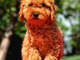 3 Aylık Erkek Red Toy Poodle Yavrumuz