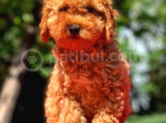 3 Aylık Erkek Red Toy Poodle Yavrumuz görsel