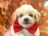 Sevimli Maltipoo Bebekler