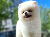 Pomerani̇an Boo Yavrular