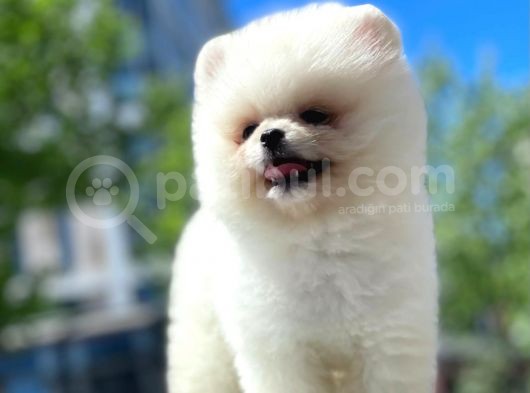 Pomerani̇an Boo Yavrular görsel