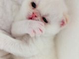 Exotic Shorthair