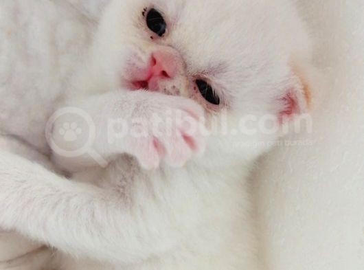 Exotic Shorthair görsel