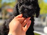 Si̇yah Toy Poodle Oğlumuz