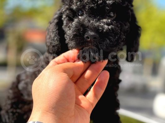 Si̇yah Toy Poodle Oğlumuz görsel