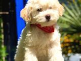 2 Aylık Erkek Maltipoo Yavrular