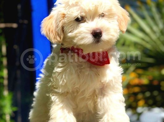 2 Aylık Erkek Maltipoo Yavrular görsel