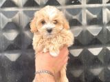 Sevimli Maltipoo Bebekler