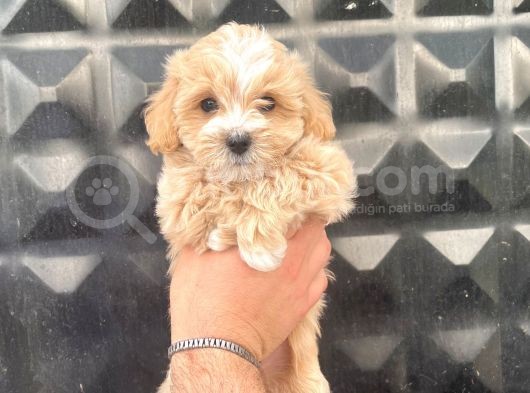Sevimli Maltipoo Bebekler görsel