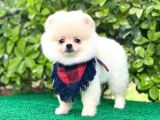 Sevimli Pomeranian