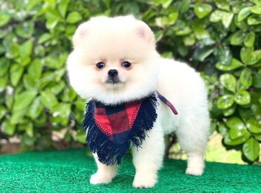 Sevimli Pomeranian