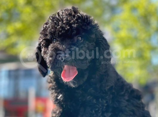 Si̇yah Toy Poodle Oğlumuz
