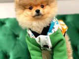 Pomerani̇an Boo Yavrular