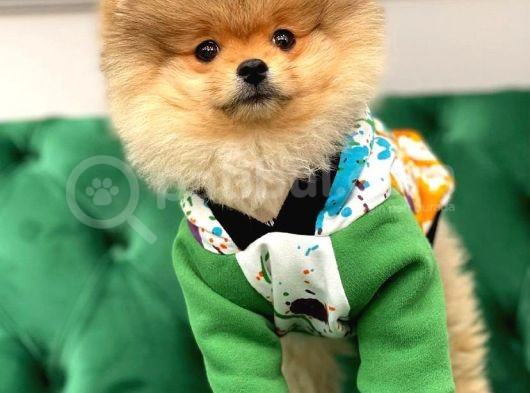 Pomerani̇an Boo Yavrular görsel