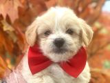 Sevimli Maltipoo Bebekler