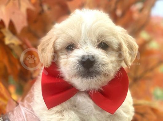 Sevimli Maltipoo Bebekler