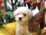 Efsane Kalite Maltese Yavrularımız