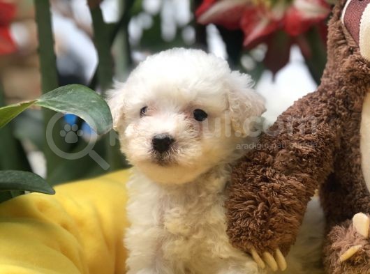 Efsane Kalite Maltese Yavrularımız görsel