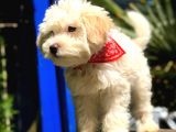 2 Aylık Erkek Maltipoo Yavrular
