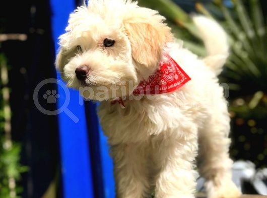 2 Aylık Erkek Maltipoo Yavrular görsel
