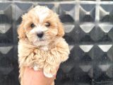 Güzel Maltipoo Kızımız