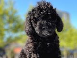 Si̇yah Toy Poodle Oğlumuz