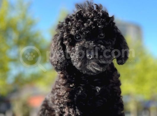 Si̇yah Toy Poodle Oğlumuz görsel