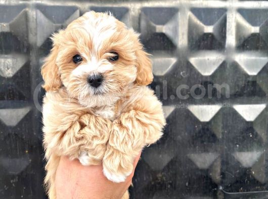 Güzel Maltipoo Kızımız