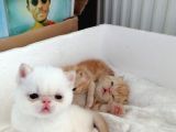 Exotic Shorthair