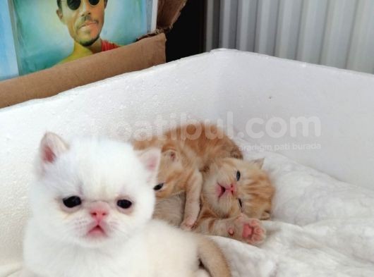 Exotic Shorthair görsel