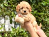 2.5 Aylık Di̇şi̇ Maltipoo Yavrular