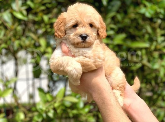 2.5 Aylık Di̇şi̇ Maltipoo Yavrular görsel
