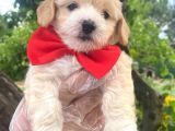 Sevimli Maltipoo Bebekler